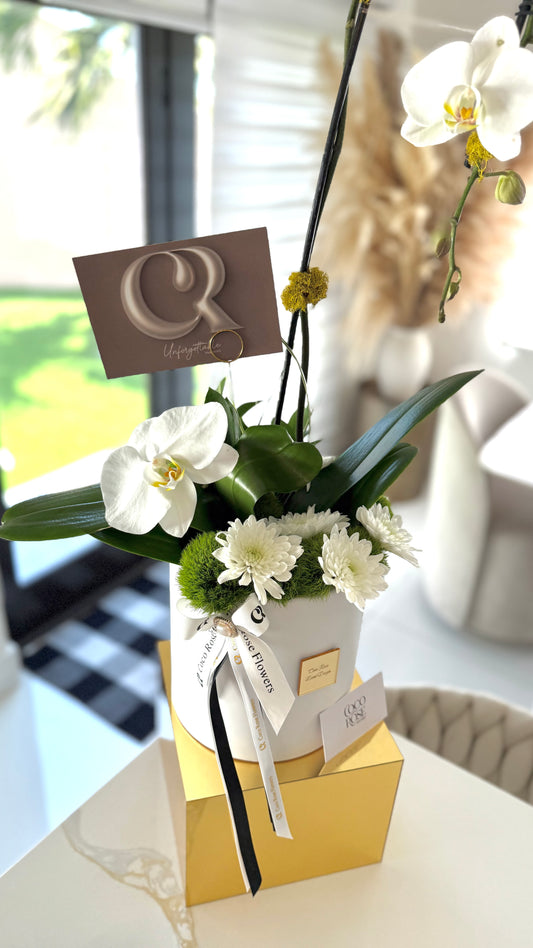 Majesty Orchid Arrangement